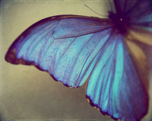 Blue wing. Vibrant blue butterfly wing belongs to the Blue Morpho Butterfly