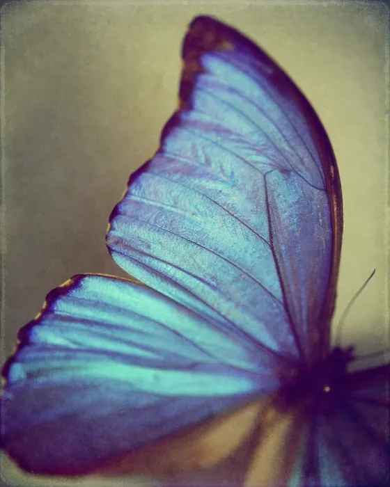Framed Print : Blue wing. Vibrant blue butterfly wing belongs to the Blue Morpho Butterfly Framed Print : Blue wing. Vibrant blue butterfly wing belongs to the Blue Morpho Butterfly