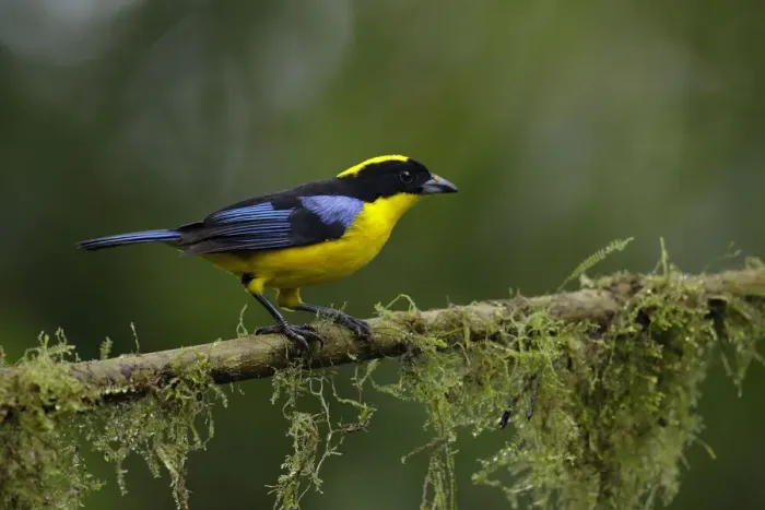 Framed Print : Blue-winged Mountain-Tanager Framed Print : Blue-winged Mountain-Tanager