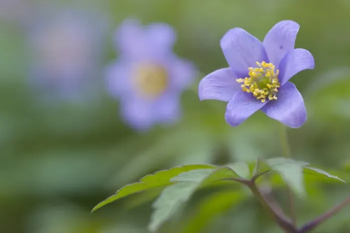 Framed Print : Blue wood anemone -Anemone nemorosa Blue Queen- Framed Print : Blue wood anemone -Anemone nemorosa Blue Queen-