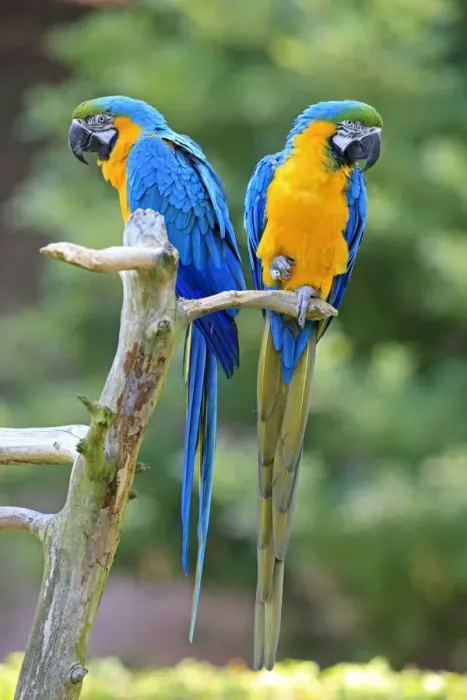 Framed Print : Blue and Yellow Macaws -Ara ararauna-, pair, native to South America, captive, Wachenheim, Germany Framed Print : Blue and Yellow Macaws -Ara ararauna-, pair, native to South America, captive, Wachenheim, Germany
