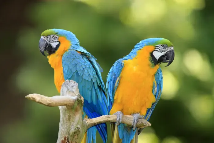 Framed Print : Blue and Yellow Macaws -Ara ararauna-, pair, native to South America, captive, Wachenheim, Germany