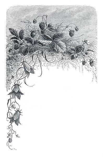 Bluebell flowers engraving 1898