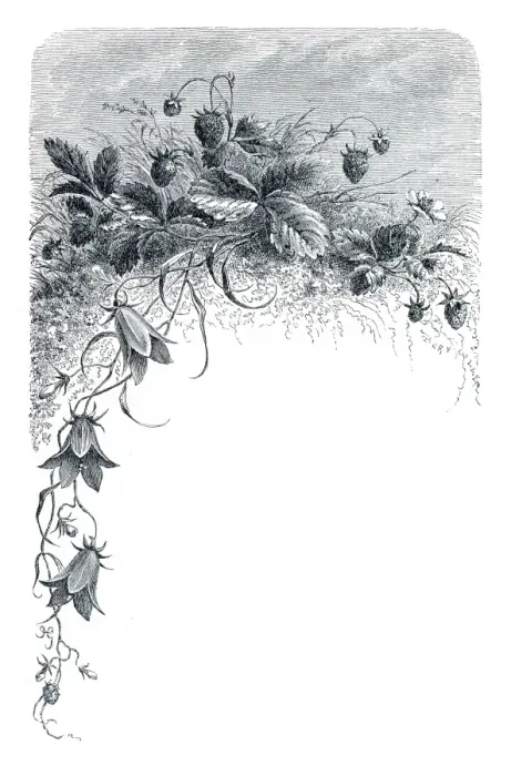 Framed Print : Bluebell flowers engraving 1898 Framed Print : Bluebell flowers engraving 1898