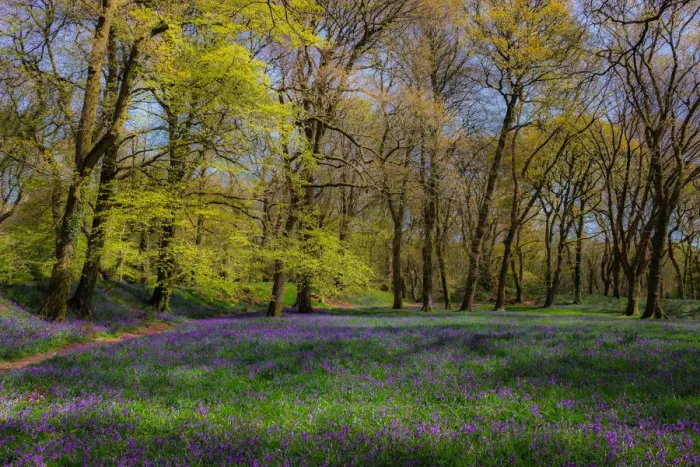 Framed Print : Bluebell glade Framed Print : Bluebell glade