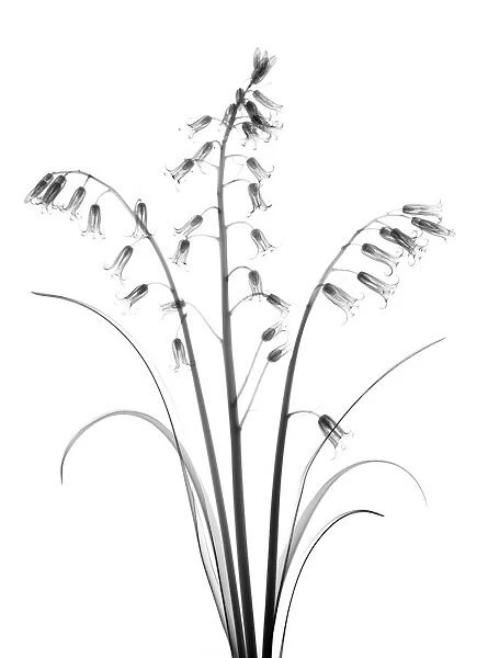 Bluebells (Hyacinthoides non-scripta), X-ray