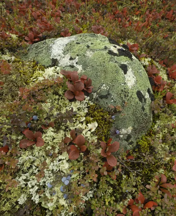 Framed Print : Blueberries, lichens, tundra in fall, Alaska Framed Print : Blueberries, lichens, tundra in fall, Alaska