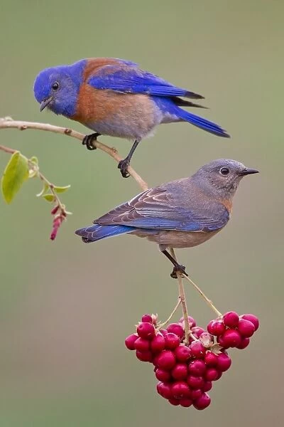 Bluebird. Western Bluebird couple