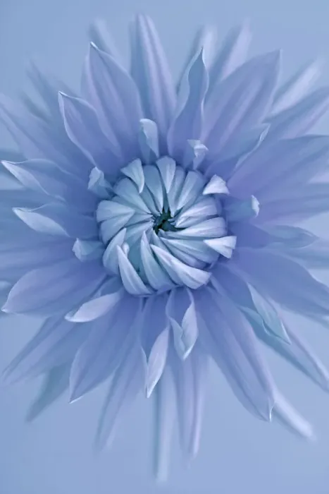 Framed Print : Blueboy. Blue dahlia, cyanotype Framed Print : Blueboy. Blue dahlia, cyanotype