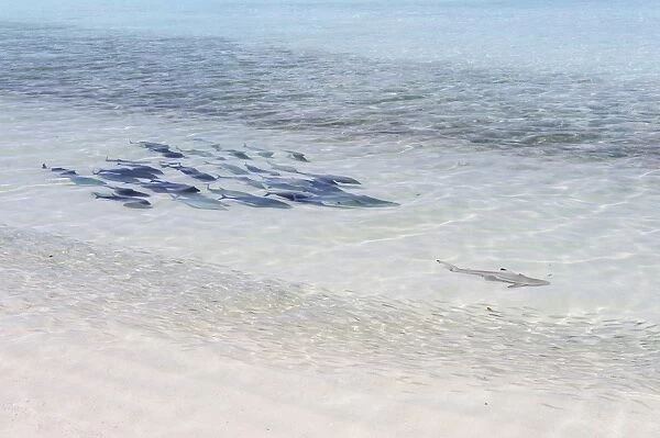 Bluefin Trevally -Caranx melampygus- chasing a Blacktip Reef Shark -Carcharhinus melanopterus-, Kurendhoo Island, Lhaviyani Atoll, Maldives