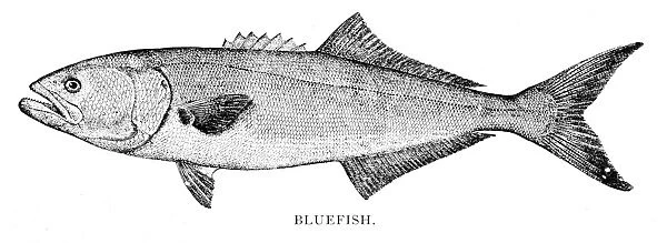 Bluefish engraving 1898