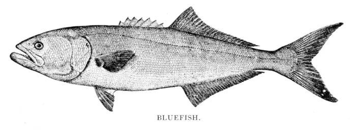 Framed Print : Bluefish engraving 1898 Framed Print : Bluefish engraving 1898