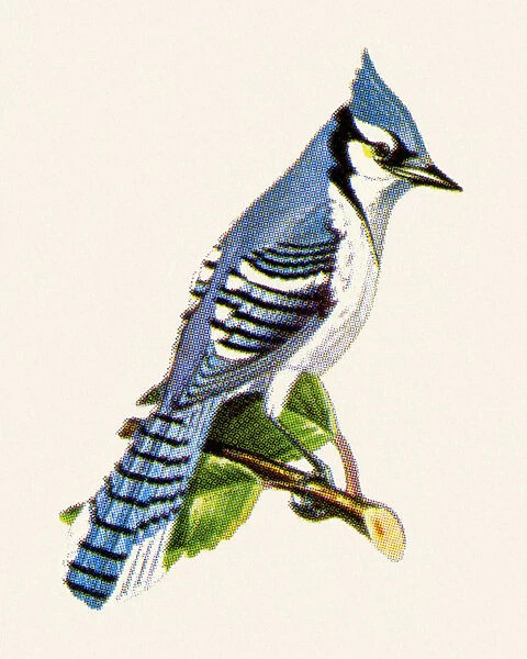 Bluejay. http: /  / csaimages.com / images / istockprofile / csa_vector_dsp.jpg