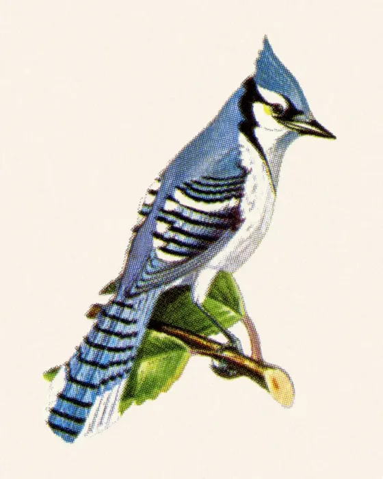 Framed Print : Bluejay. http: / / csaimages.com / images / istockprofile / csa_vector_dsp.jpg Framed Print : Bluejay. http: / / csaimages.com / images / istockprofile / csa_vector_dsp.jpg