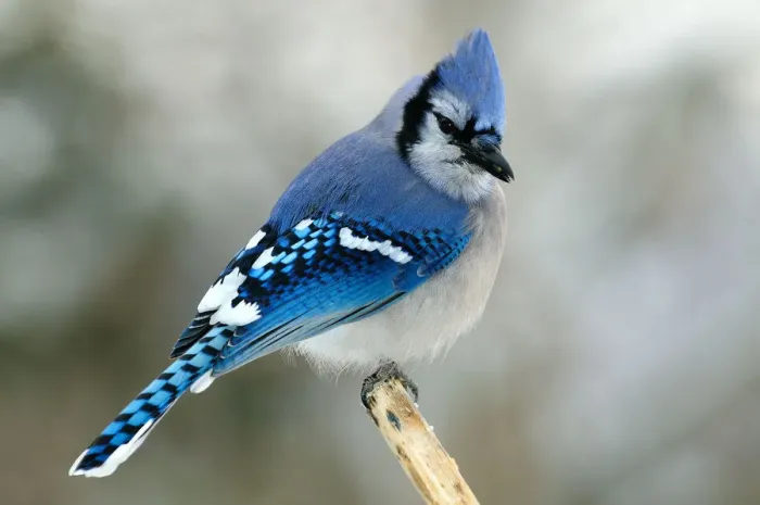 Framed Print : Bluejay perching on branch Framed Print : Bluejay perching on branch