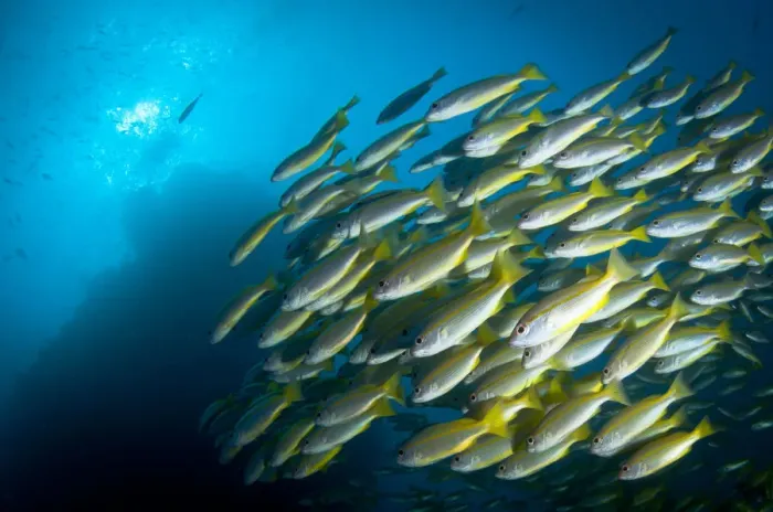 Framed Print : Bluestripe Snappers Framed Print : Bluestripe Snappers