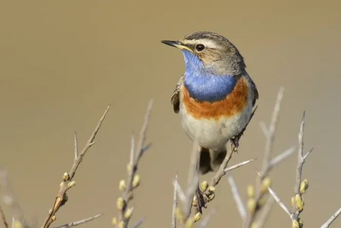 Framed Print : Bluethroat -Luscinia svecica cyanecula-, on perch, De Geul, Texel, Texel, West Frisian Islands, province of North Holland, The Netherlands Framed Print : Bluethroat -Luscinia svecica cyanecula-, on perch, De Geul, Texel, Texel, West Frisian Islands, province of North Holland, The Netherlands