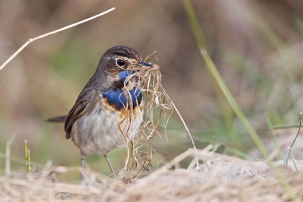 Bluethroat -Luscinia svecica- with nesting material, Texel, West Frisian Islands, province of North Holland, The Netherlands