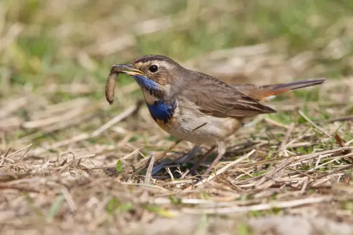 Framed Print : Bluethroat -Luscinia svecica- with a worm, Texel, West Frisian Islands, province of North Holland, The Netherlands Framed Print : Bluethroat -Luscinia svecica- with a worm, Texel, West Frisian Islands, province of North Holland, The Netherlands