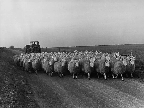 Bo Peep. A herd of sheep being driven to their quarters with the aid of a tractor