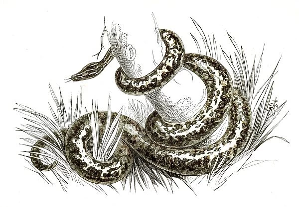 Boa constrictor engraving 1851