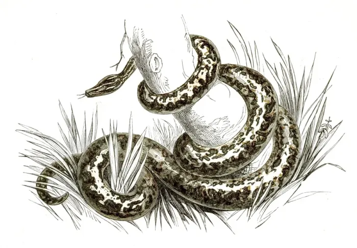 Framed Print : Boa constrictor engraving 1851