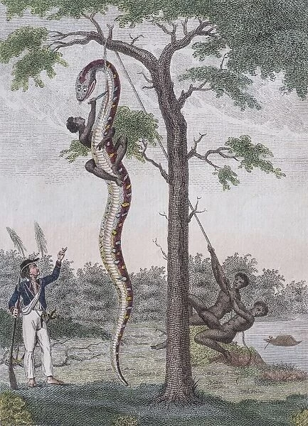 Boa constrictor getting skin removed, hand-coloured copperplate engraving from Friedrich