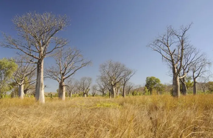 Framed Print : Boab trees (Adansonia gregorii), Kimberley Plateau, Australia