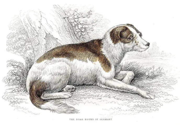 Framed Print : Boar hound dog engraving 1840