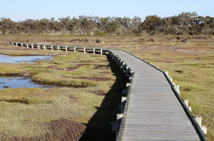 Framed Print : boardwalk, color image, colour image, day, daytime, forest, horizontal, landscape Framed Print : boardwalk, color image, colour image, day, daytime, forest, horizontal, landscape