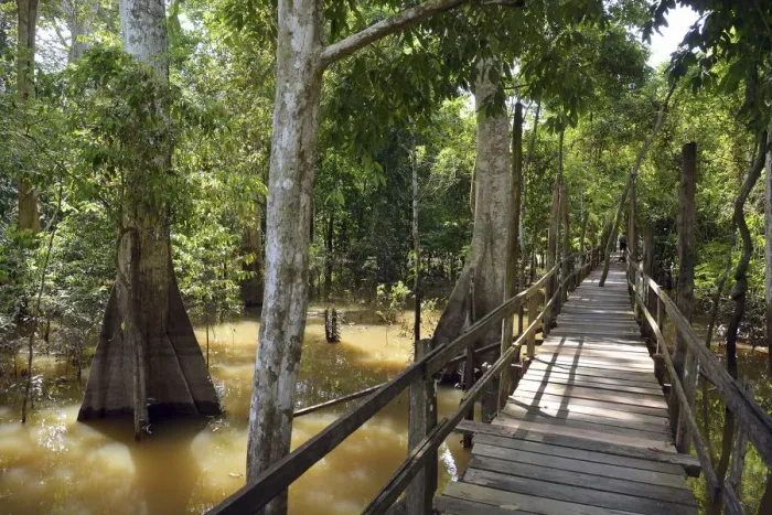 Framed Print : Boardwalk in the flooded forests of Varzea, Manaus, Amazonas State, Brazil Framed Print : Boardwalk in the flooded forests of Varzea, Manaus, Amazonas State, Brazil
