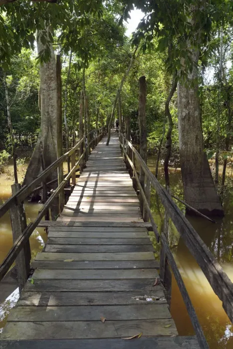 Framed Print : Boardwalk in the flooded forests of Varzea, Manaus, Amazonas State, Brazil Framed Print : Boardwalk in the flooded forests of Varzea, Manaus, Amazonas State, Brazil