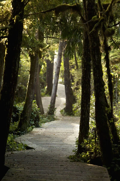 The Boardwalk Path To Cox Bay Near Tofino; British Columbia Canada