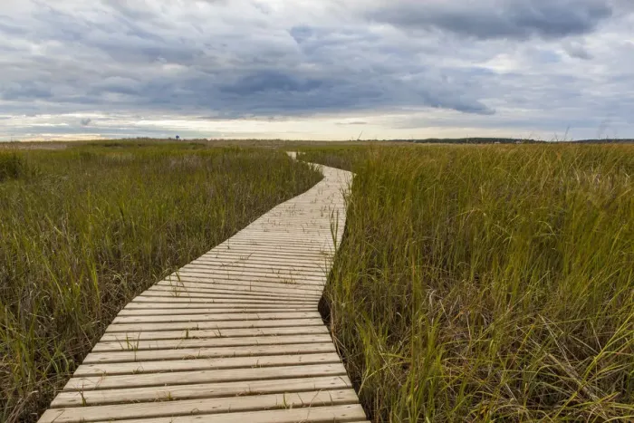Framed Print : Boardwalk through tidal marsh at Massachusetts Audubons Wellfleet Bay Wildlife Sanctuary, Wellfleet, Cape Cod National Seashore, Massachusetts, USA Framed Print : Boardwalk through tidal marsh at Massachusetts Audubons Wellfleet Bay Wildlife Sanctuary, Wellfleet, Cape Cod National Seashore, Massachusetts, USA