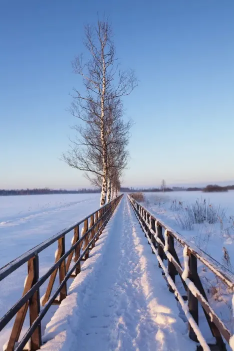 Framed Print : Boardwalk, winter landscape, Federsee Lake Nature Reserve, near Bad Buchau, Upper Swabia, Baden-Wurttemberg, Germany Framed Print : Boardwalk, winter landscape, Federsee Lake Nature Reserve, near Bad Buchau, Upper Swabia, Baden-Wurttemberg, Germany