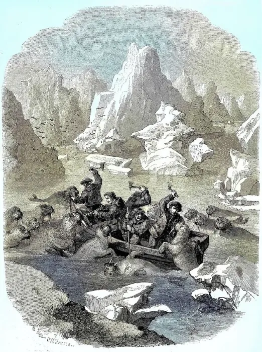 Framed Print : Boat being attacked by walruses, 1880, Greenland, Historic, digitally retouched reproduction of a 19th century original