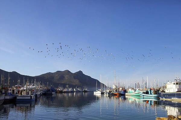 boat, clear sky, color image, colour image, day, daytime, harbor, horizontal, hout bay