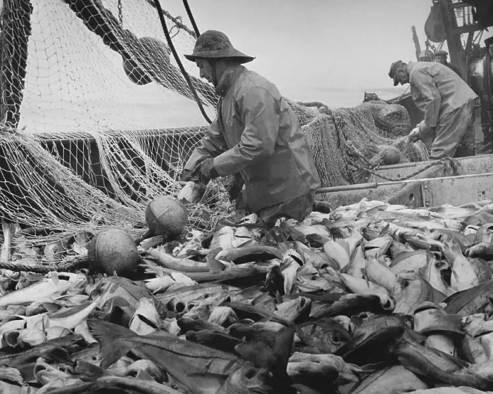 Framed Print : Boat Fisherman with Large Fish Catch Framed Print : Boat Fisherman with Large Fish Catch