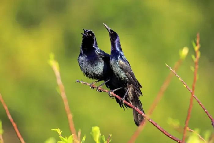 Framed Print : Two Boat-tailed Grackles -Quiscalus major-, males, calling, Wakodahatchee Wetlands, Delray Beach, Florida, USA Framed Print : Two Boat-tailed Grackles -Quiscalus major-, males, calling, Wakodahatchee Wetlands, Delray Beach, Florida, USA