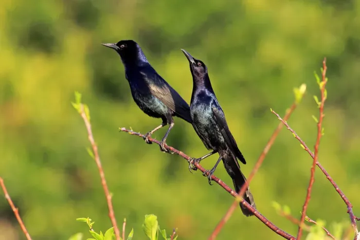 Framed Print : Two Boat-tailed Grackles -Quiscalus major-, males, Wakodahatchee Wetlands, Delray Beach, Florida, USA Framed Print : Two Boat-tailed Grackles -Quiscalus major-, males, Wakodahatchee Wetlands, Delray Beach, Florida, USA