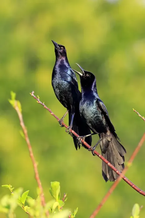 Framed Print : Two Boat-tailed Grackles -Quiscalus major-, males, calling, Wakodahatchee Wetlands, Delray Beach, Florida, USA Framed Print : Two Boat-tailed Grackles -Quiscalus major-, males, calling, Wakodahatchee Wetlands, Delray Beach, Florida, USA