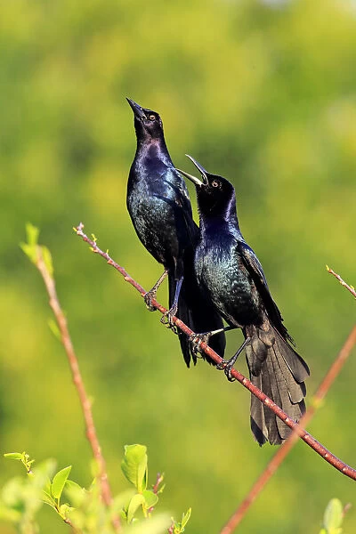 Two Boat-tailed Grackles -Quiscalus major-, males, calling, Wakodahatchee Wetlands, Delray Beach, Florida, USA