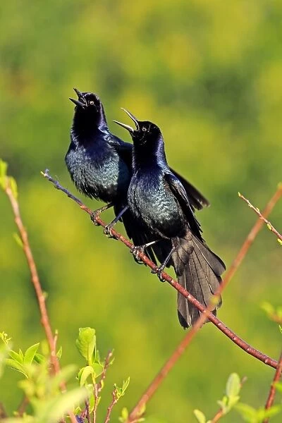 Two Boat-tailed Grackles -Quiscalus major-, males, calling, Wakodahatchee Wetlands, Delray Beach, Florida, USA