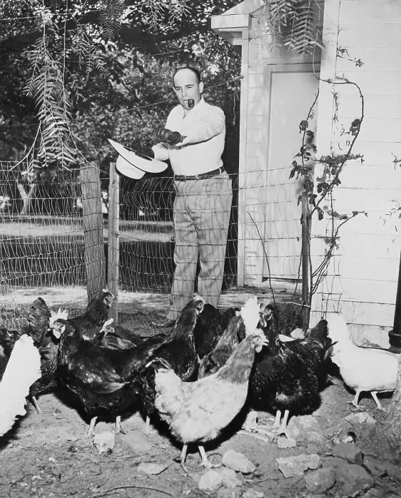 Framed Print : Bob Wills Feeding His Chickens Framed Print : Bob Wills Feeding His Chickens