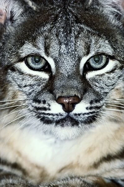 Bobcat (Felis rufus) head-shot