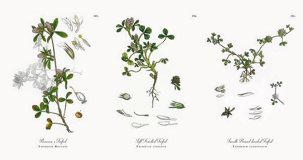 Bocconeas Trefoil, Trifolium Bocconi, Victorian Botanical Illustration, 1863
