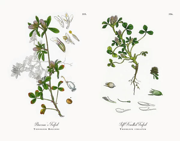 Bocconeas Trefoil, Trifolium Bocconi, Victorian Botanical Illustration, 1863