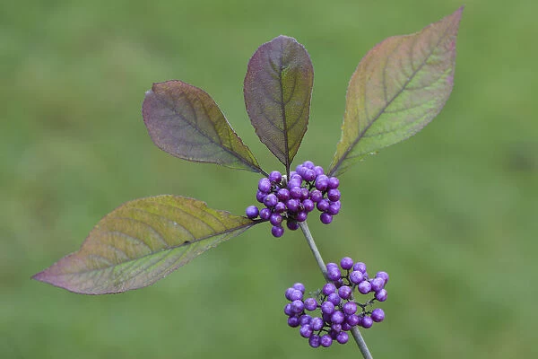 Bodiniers Beautyberry -Callicarpa bodinieri-, Emsland, Lower Saxony, Germany