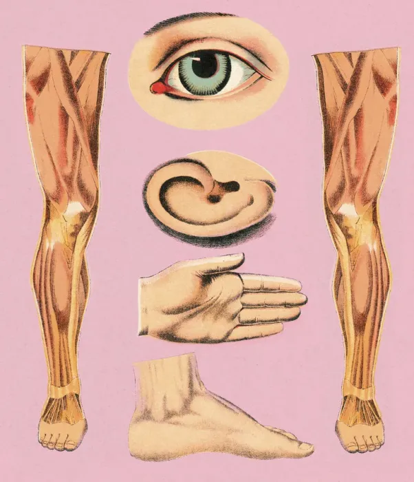 Framed Print : Body Parts Framed Print : Body Parts