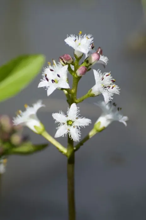 Framed Print : Bog-bean or buckbean -Menyanthes trifoliata-, inflorescence, in pond
